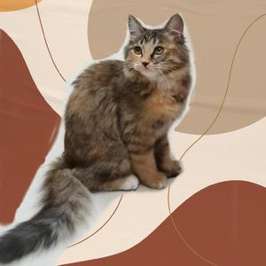 云雷九郎听我说