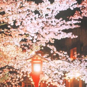 桜の花びらたち