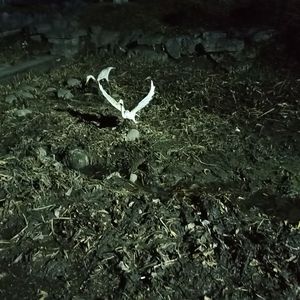 The Way I Still Love You