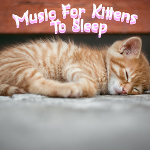 Anxiety Lullaby For Kitten