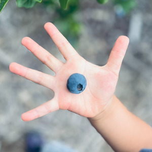 ブルーベリーブルース