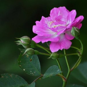 浮沉一梦送别Coco