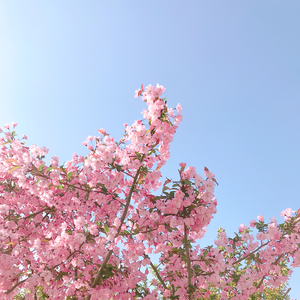 봄날 (feat. 업던(Up-Dawn))