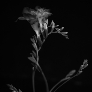 Dreaming in Slow Motion