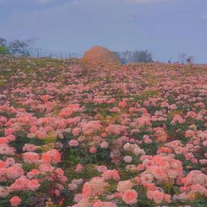 一个很dry的humorousboy