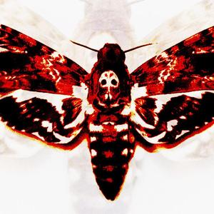 moth