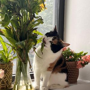 Take Ur Vibes and Geaux (feat. Blvck Svm)