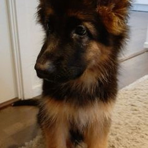 Dear Reader (sped up)