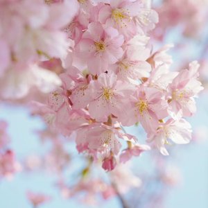 来自春日的明媚信笺