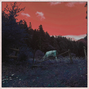 Перелетных птиц