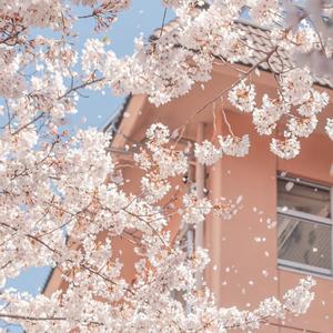 不要忘记我爱你《神犬小七》