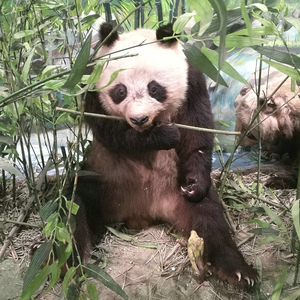 你是我心爱的姑娘（Cover 汪峰）