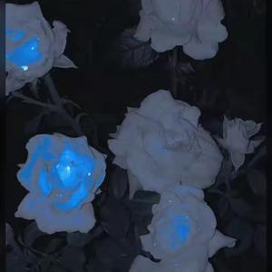 Camellia