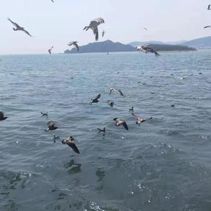 Star(反方向的钟)