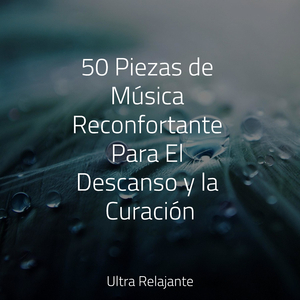 Calma Y Delicadeza