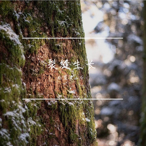 裂缝生花2117544(1)