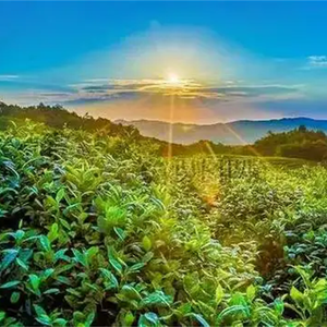 长生决 (剪辑版)