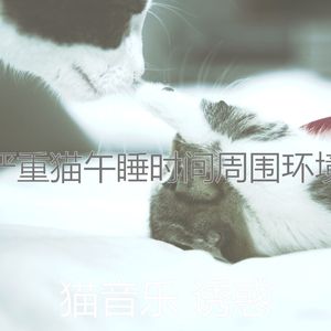 一尘不染小猫印象数