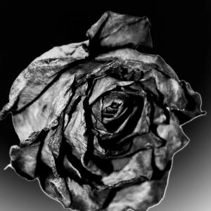 Black Rose
