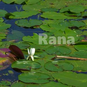 Rana