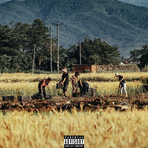 待到豌豆尖成熟时