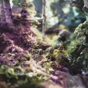Organza