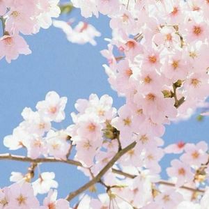 茜さす（Cover Aimer）