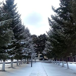 十二(cover留声玩具)