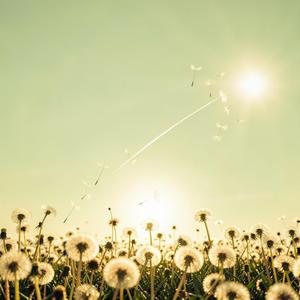 Dandelion
