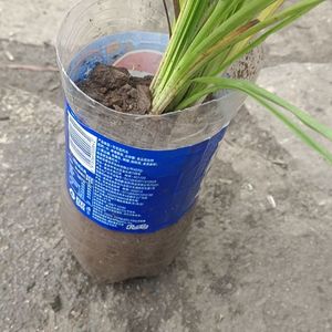 《褪色承诺》女声-伤感-流行