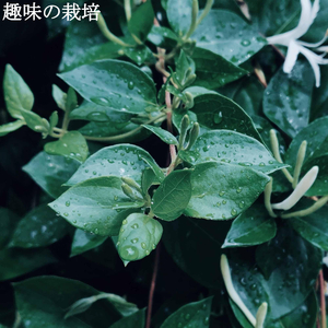 Background for Pure Trips