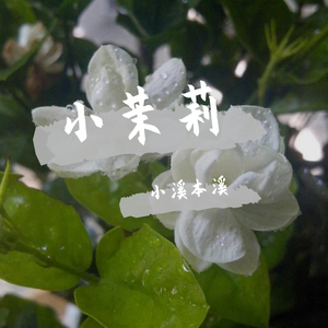 小茉莉