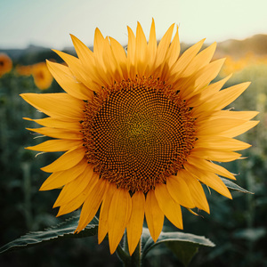 【Free】Kanye 福音类型 Type Beat