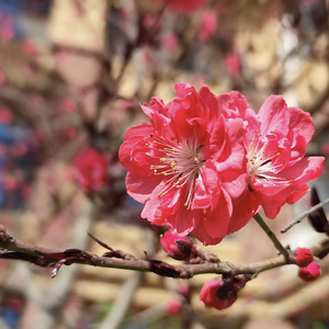 枯萎之花更让人牵挂