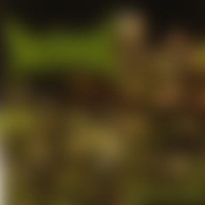 Cadaveric Maggot Copulation