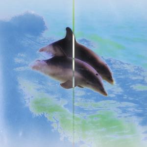 Dancing with Dolphins