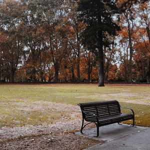夜的钢琴曲-白色羽毛