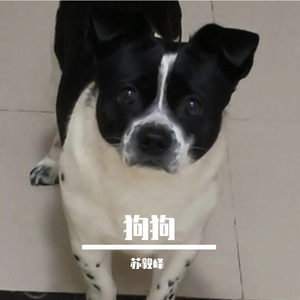 狗狗