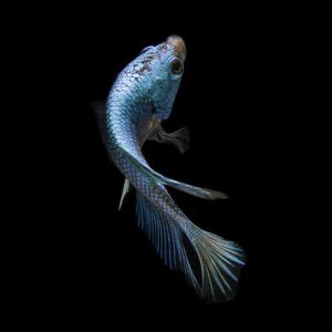 《天真有邪》cover林宥嘉