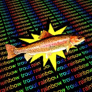 rainbow trout