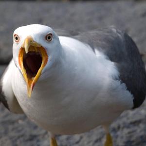 injured seagull