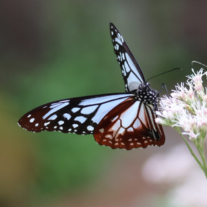 アサギの舞 (Ver.1.0)