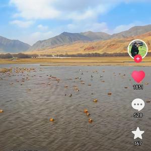 塔里木河畔的姑娘