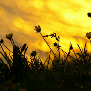 Mero Pyaro Dhun Ho Yo