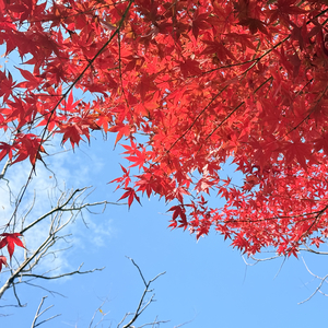 伤口因信仰跳动