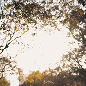 泰山之巅（Met Tarzan）