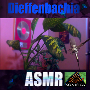 Deffenbachios Asmr