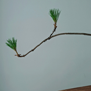 莫斯科郊外的夜晚 (情绪疗愈)