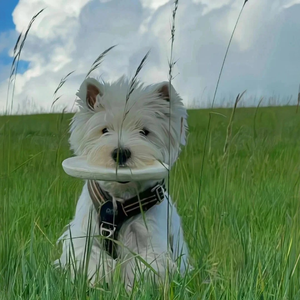 [FREE]''phonecall''-Pop Guitar Type Beat