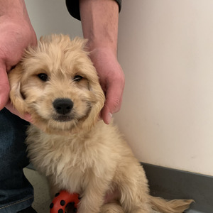 Louie